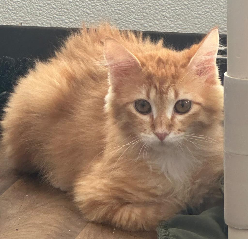 Enlarge 12/7/25 Cheddar, a Adoptable Extra-Toes Cat / Hemingway Polydactyl in Stillwater, OK image 1/1