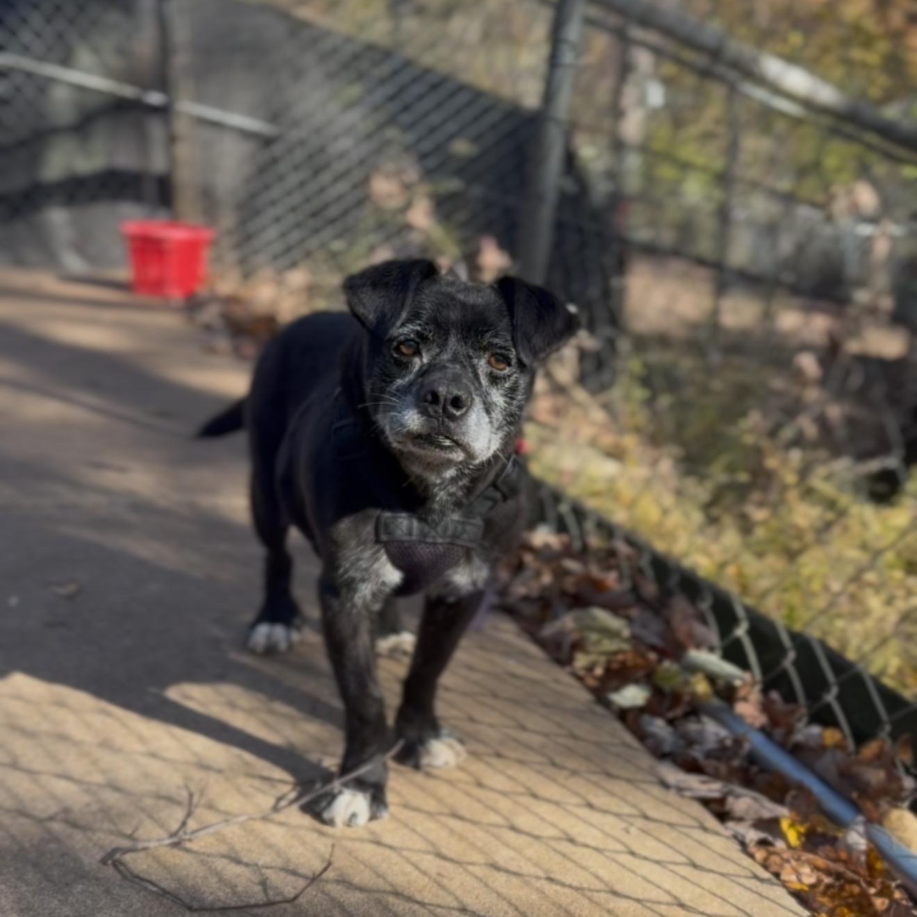 Maverick, a Adoptable mixed breed in House Springs, MO image 3/4