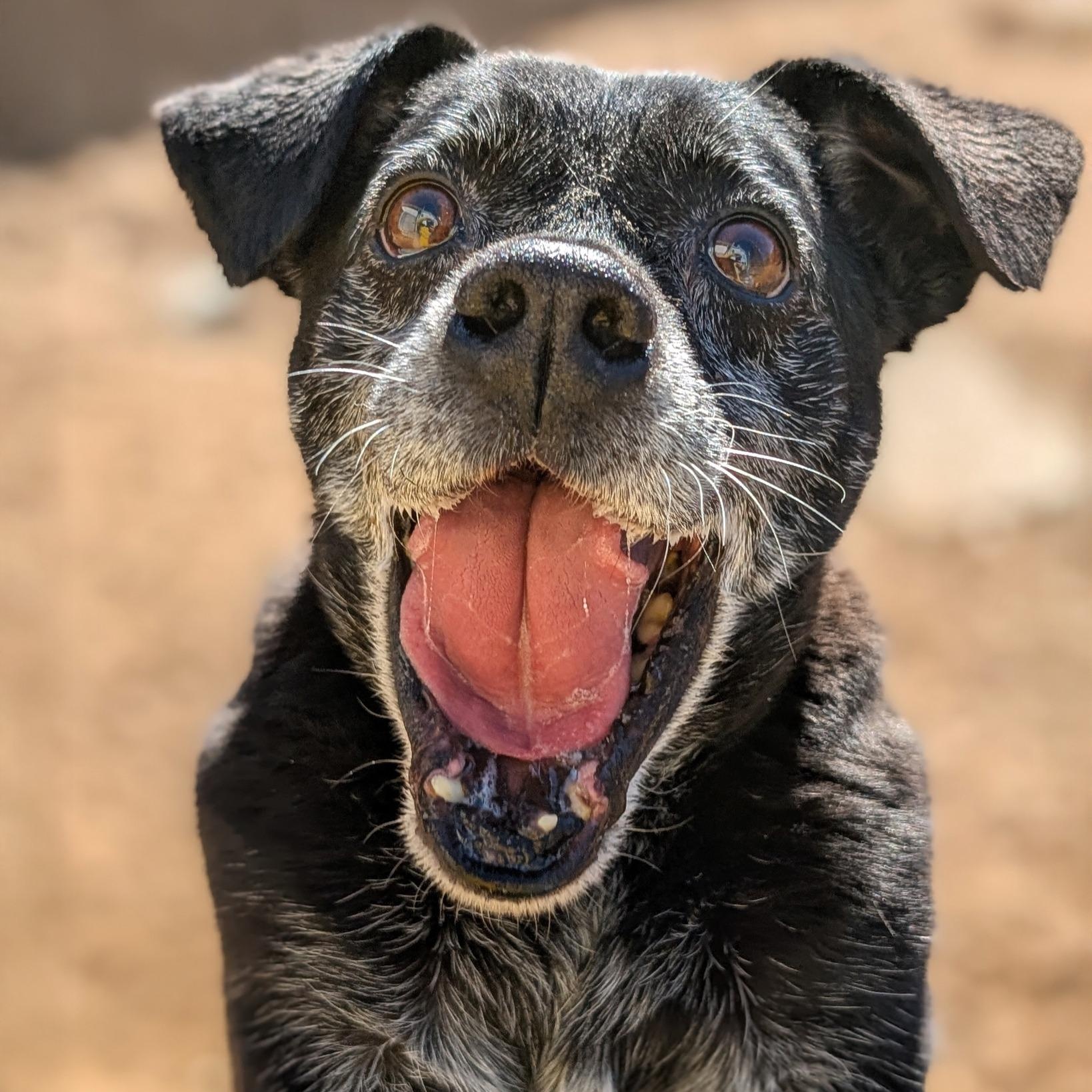 Maverick, a Adoptable mixed breed in House Springs, MO image 4/4