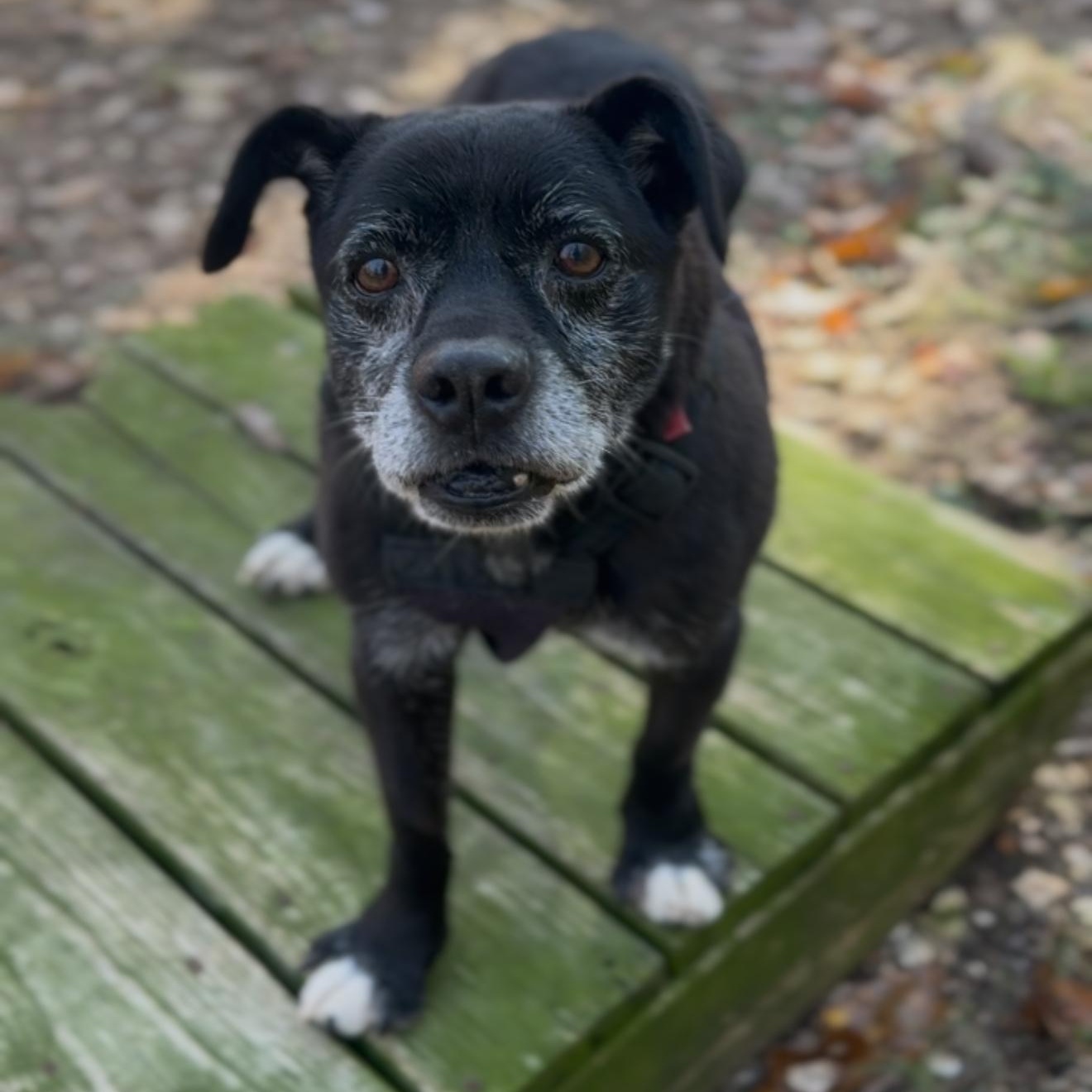 Maverick, a Adoptable mixed breed in House Springs, MO image 2/4