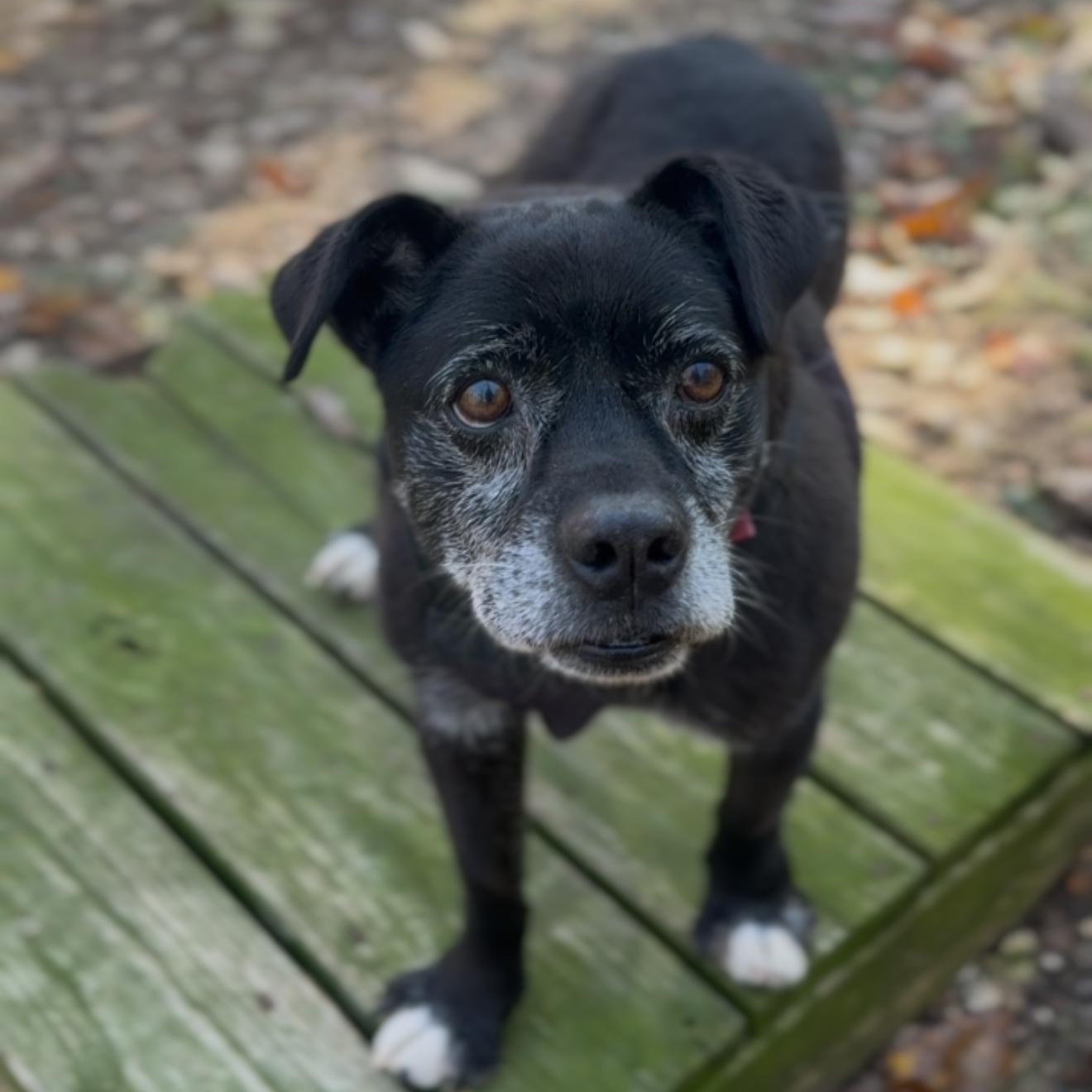 Maverick, Adoptable, Senior Male Mixed Breed & Terrier.