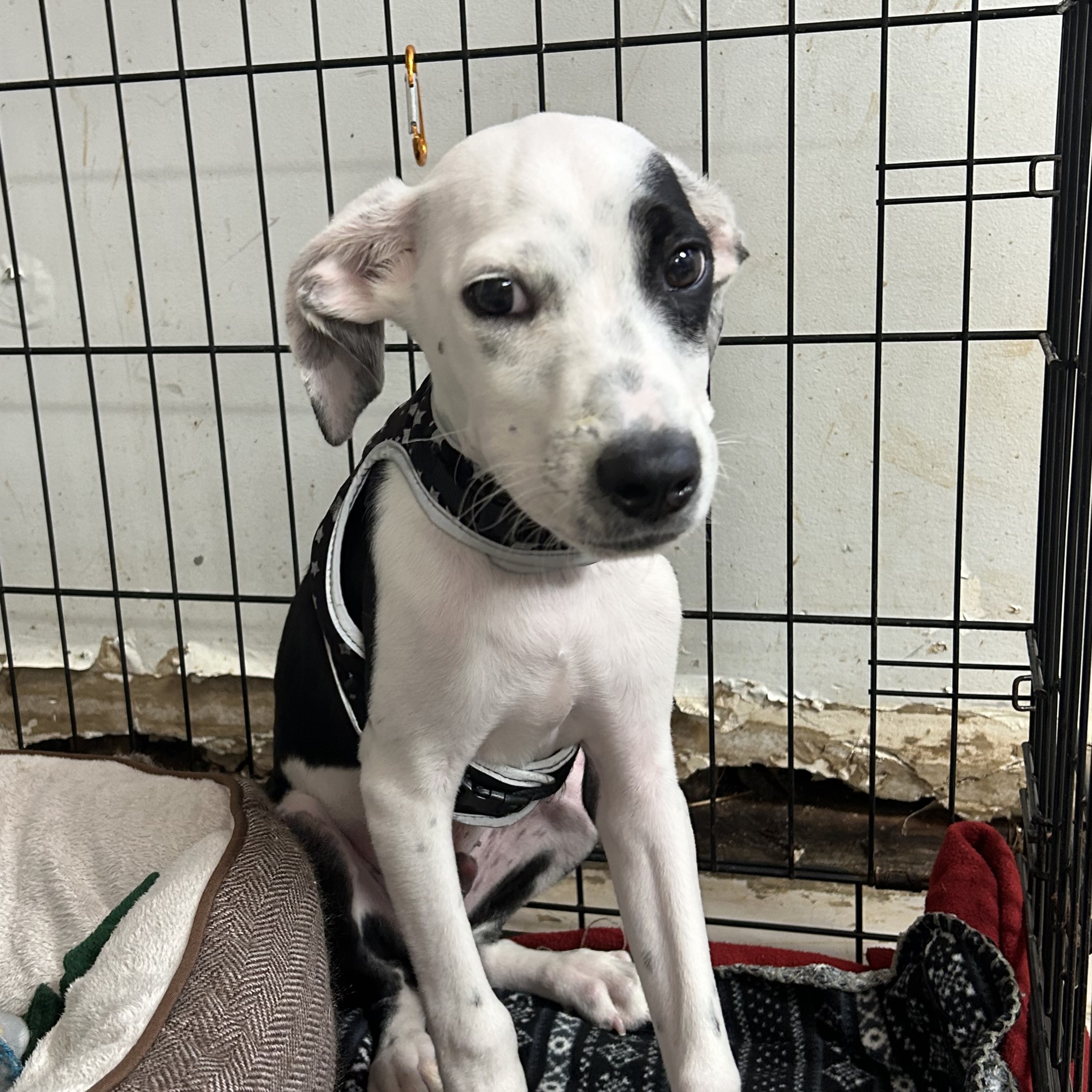 Dog for adoption Cookies & Cream, a Terrier Mix in Frederick , MD