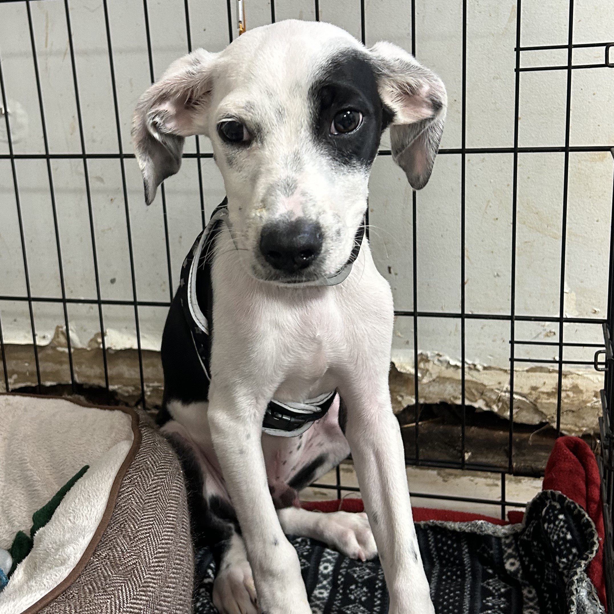 Dog for adoption Cookies & Cream, a Terrier Mix in Frederick , MD
