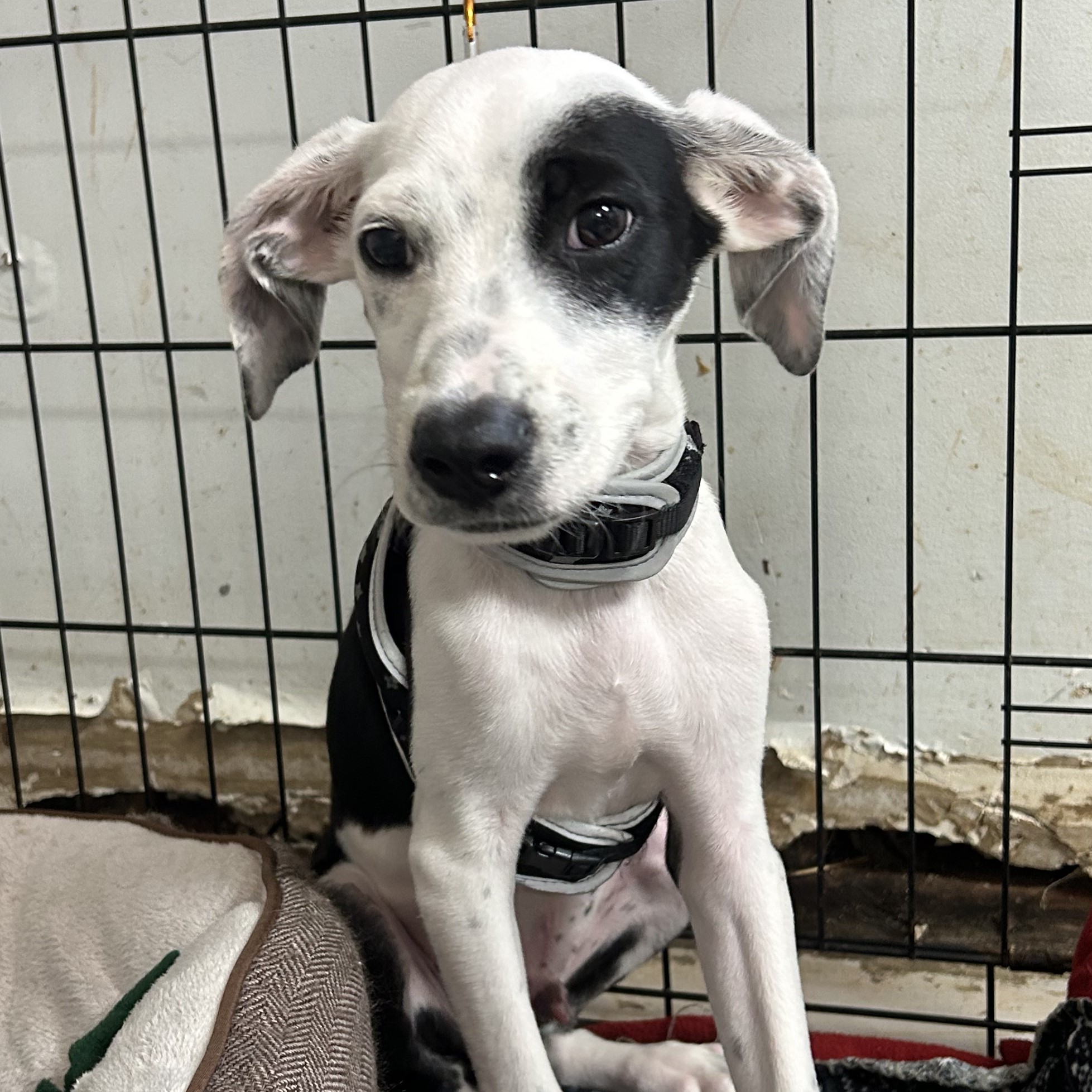 Dog for adoption Cookies & Cream, a Terrier Mix in Frederick , MD