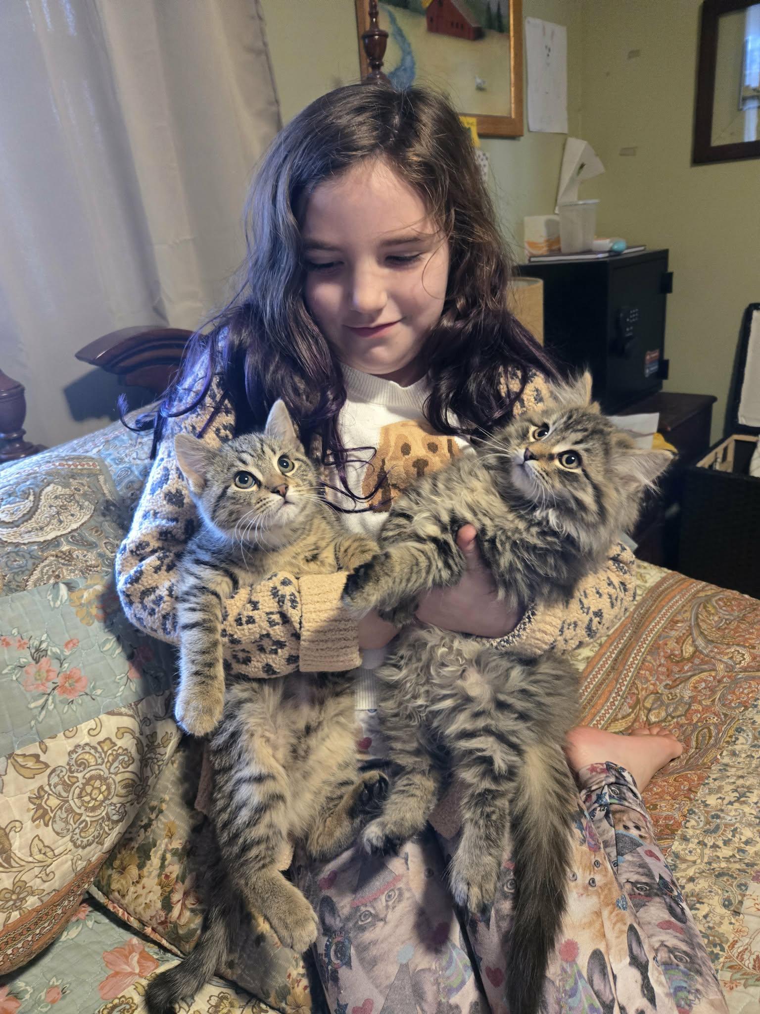 Muffin, Adopted, Young Male Domestic Long Hair.