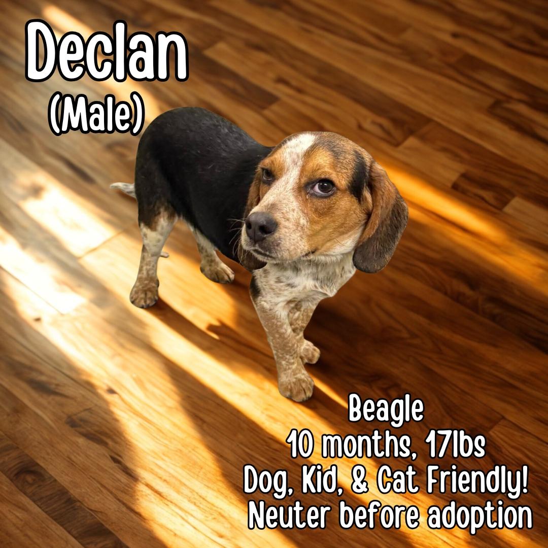 Declan , ADOPTABLE, Young Male Beagle.
