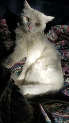 Olaf, Adoptable, Adult Male Domestic Short Hair.