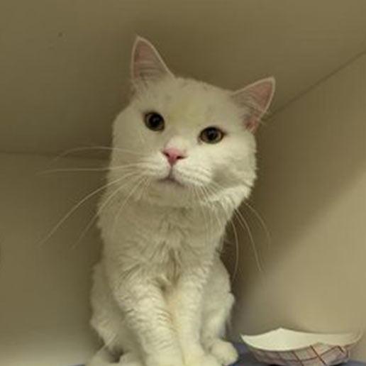 Enlarge Olaf, a Adoptable Domestic Short Hair in New York, NY image 2/3
