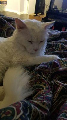 Enlarge Olaf, a Adoptable Domestic Short Hair in New York, NY image 3/3