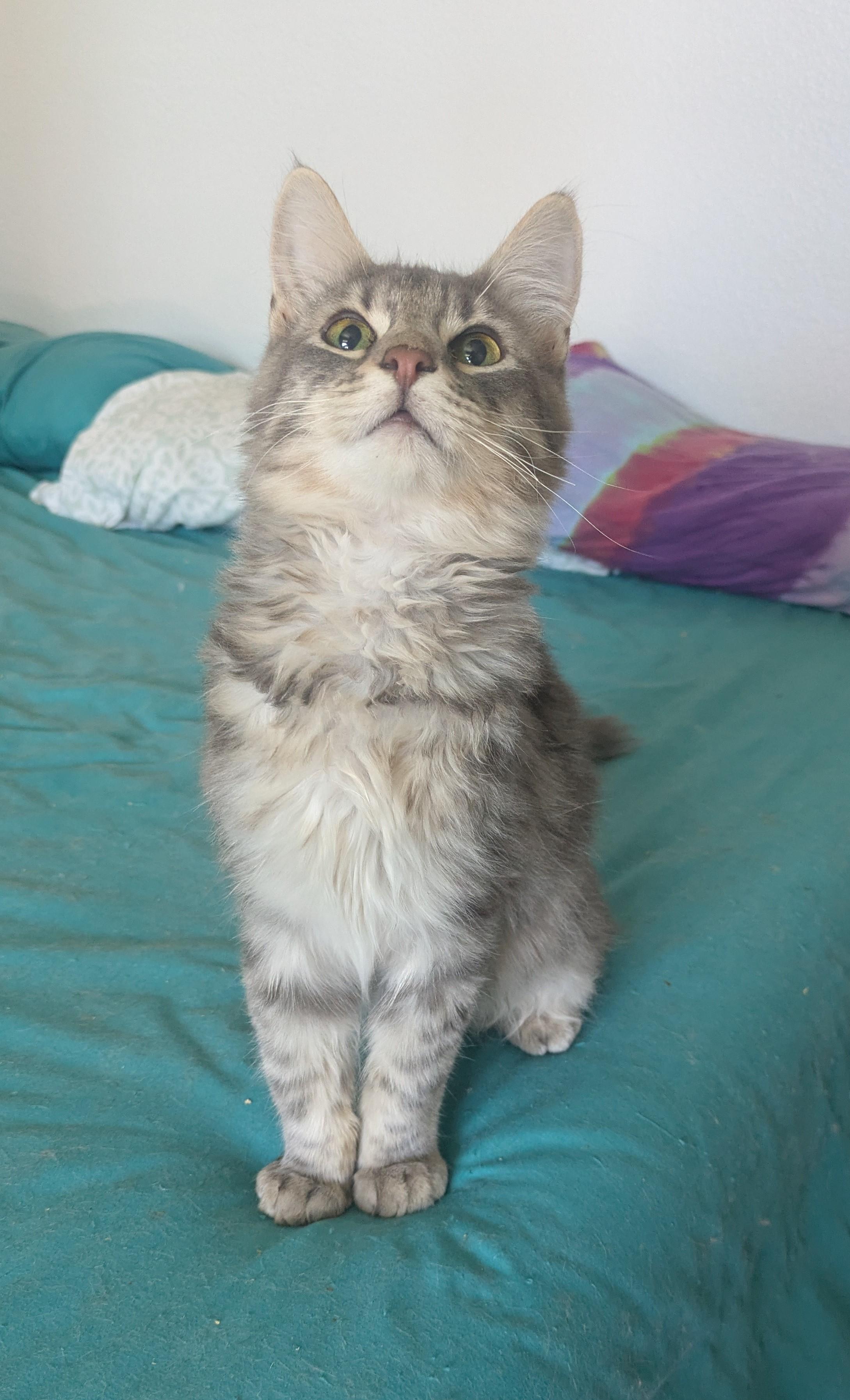 Goose – the fluffy boy with a curious streak
