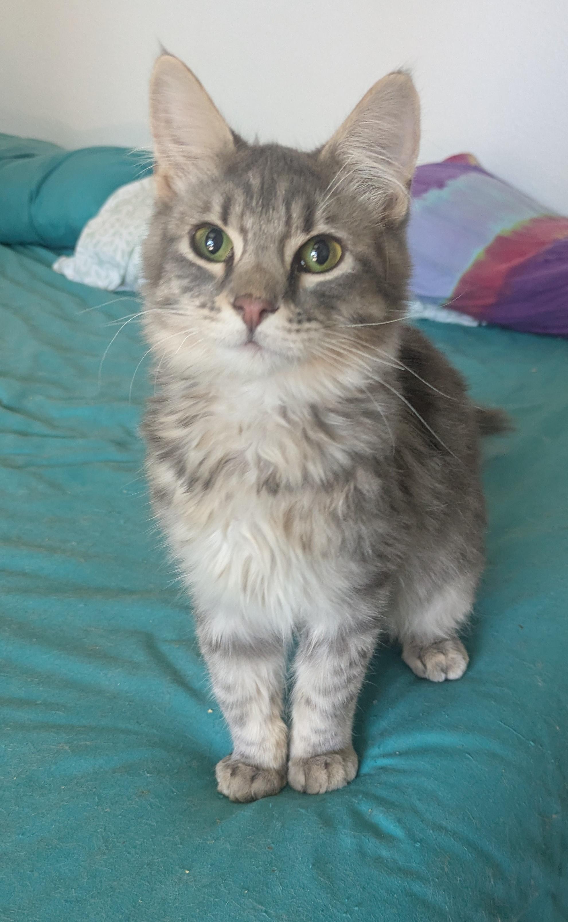 Goose – the fluffy boy with a curious streak