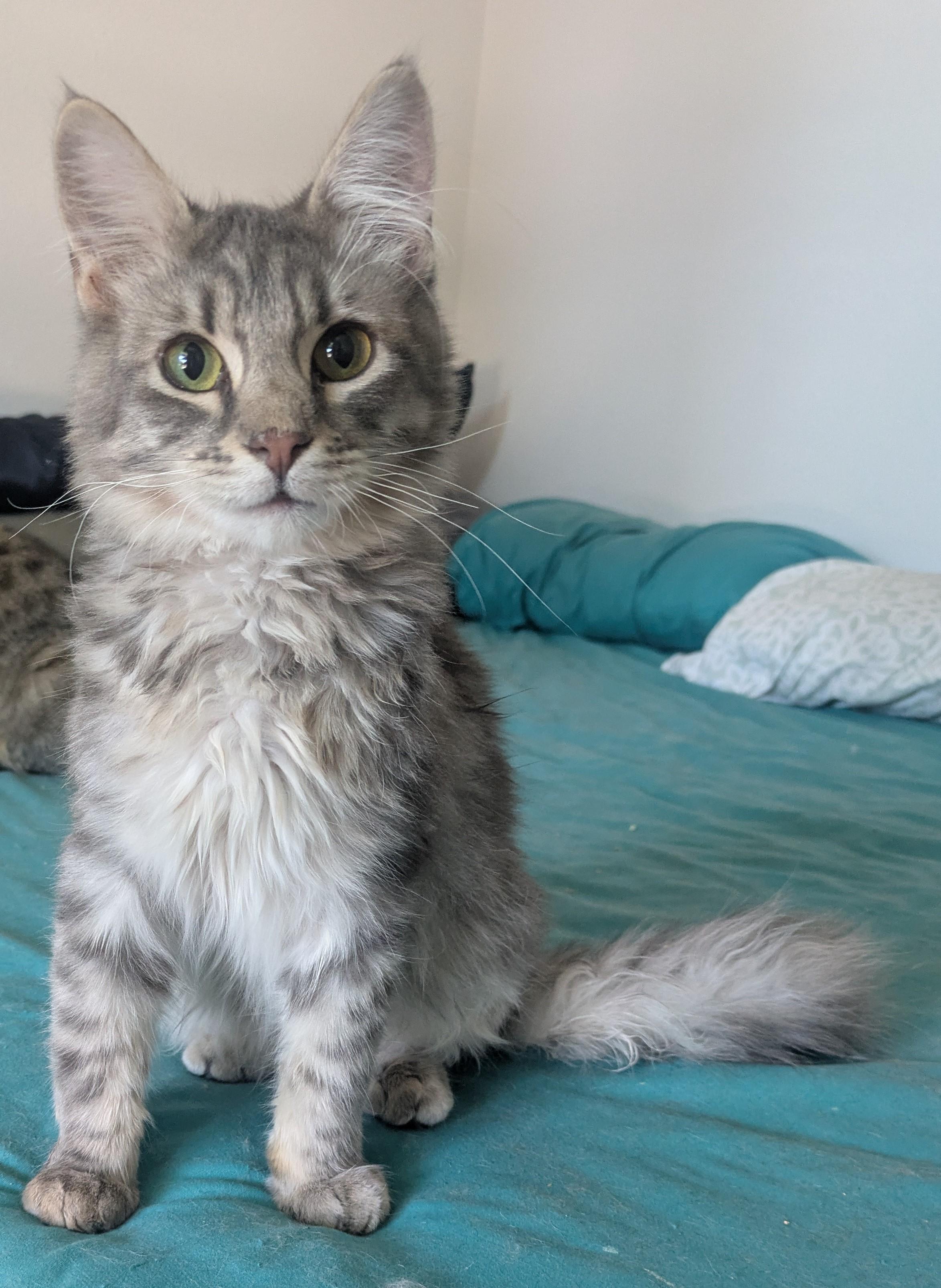 Goose – the fluffy boy with a curious streak