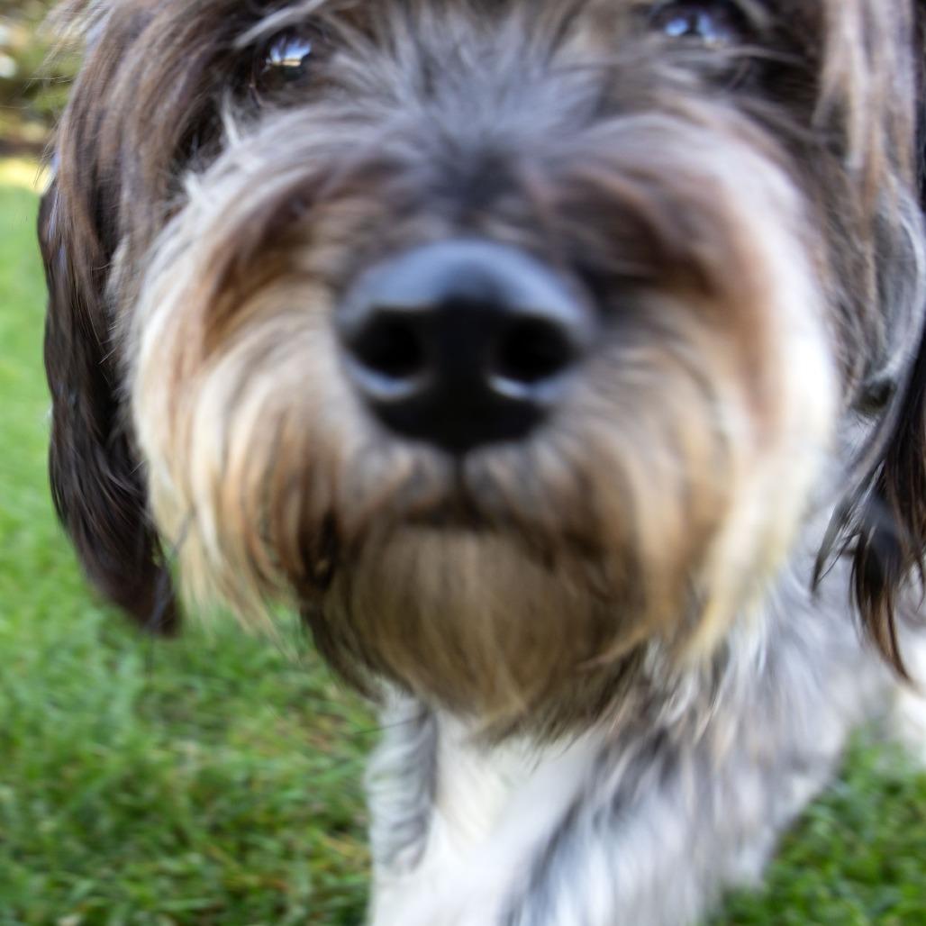 Molly, Adoptable, Adult Female Schnauzer.