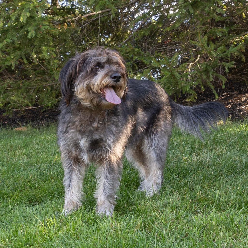 Molly, a Adoptable mixed breed in Erie, PA image 2/6