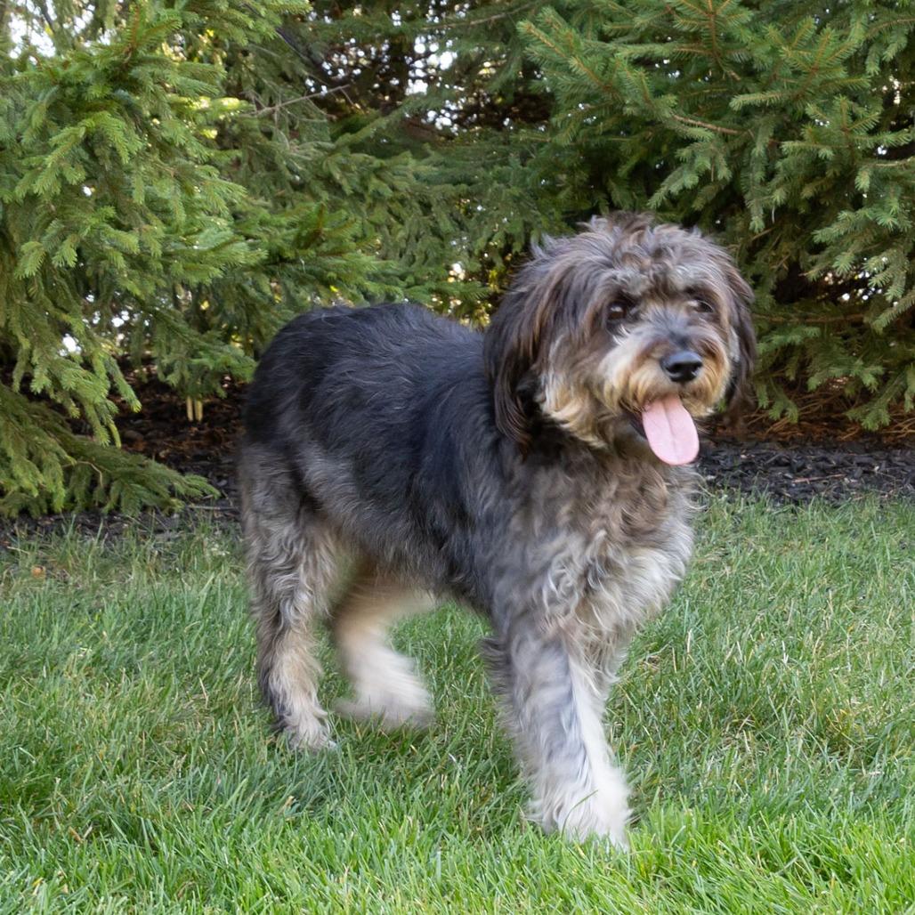 Molly, a Adoptable mixed breed in Erie, PA image 3/6