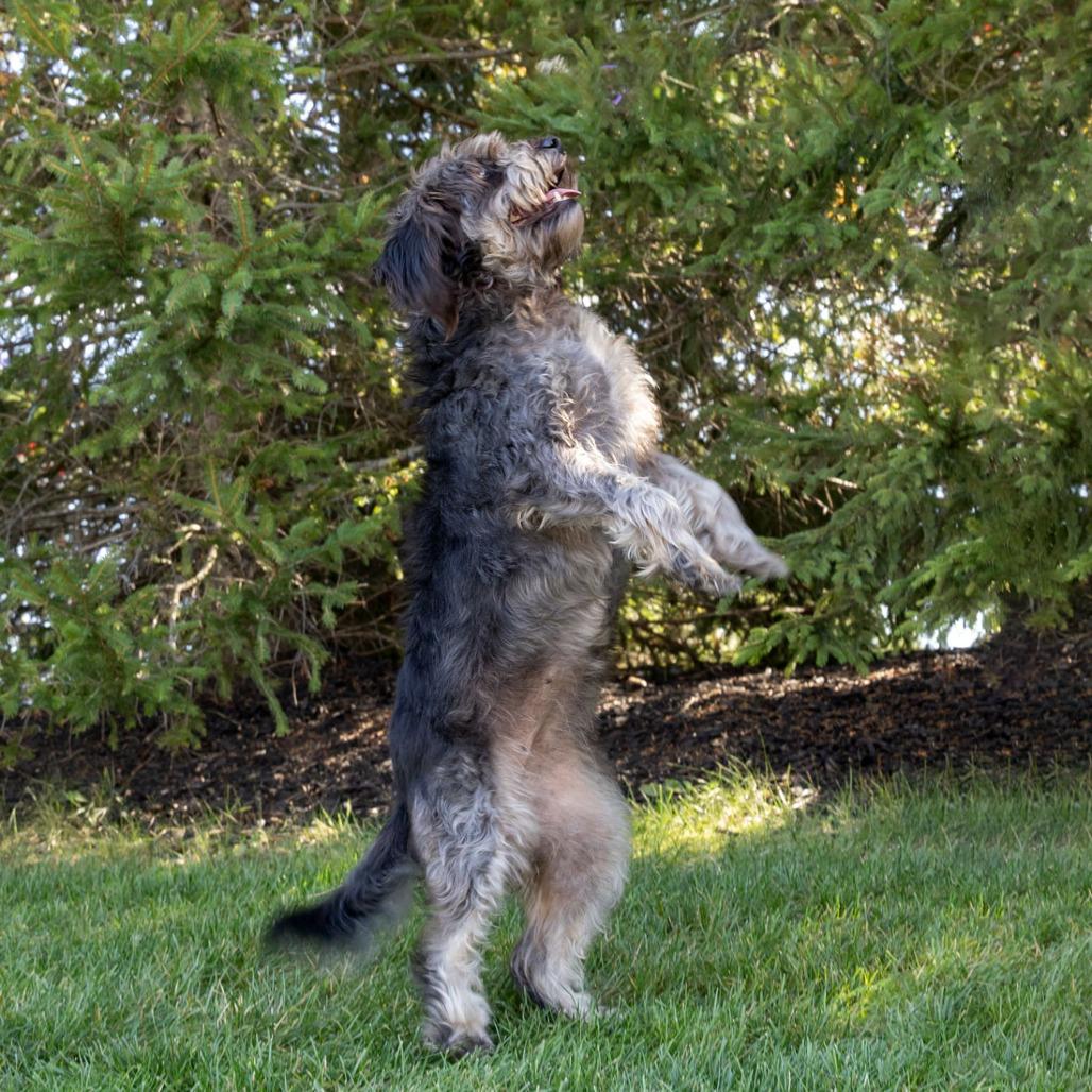 Molly, a Adoptable mixed breed in Erie, PA image 4/6