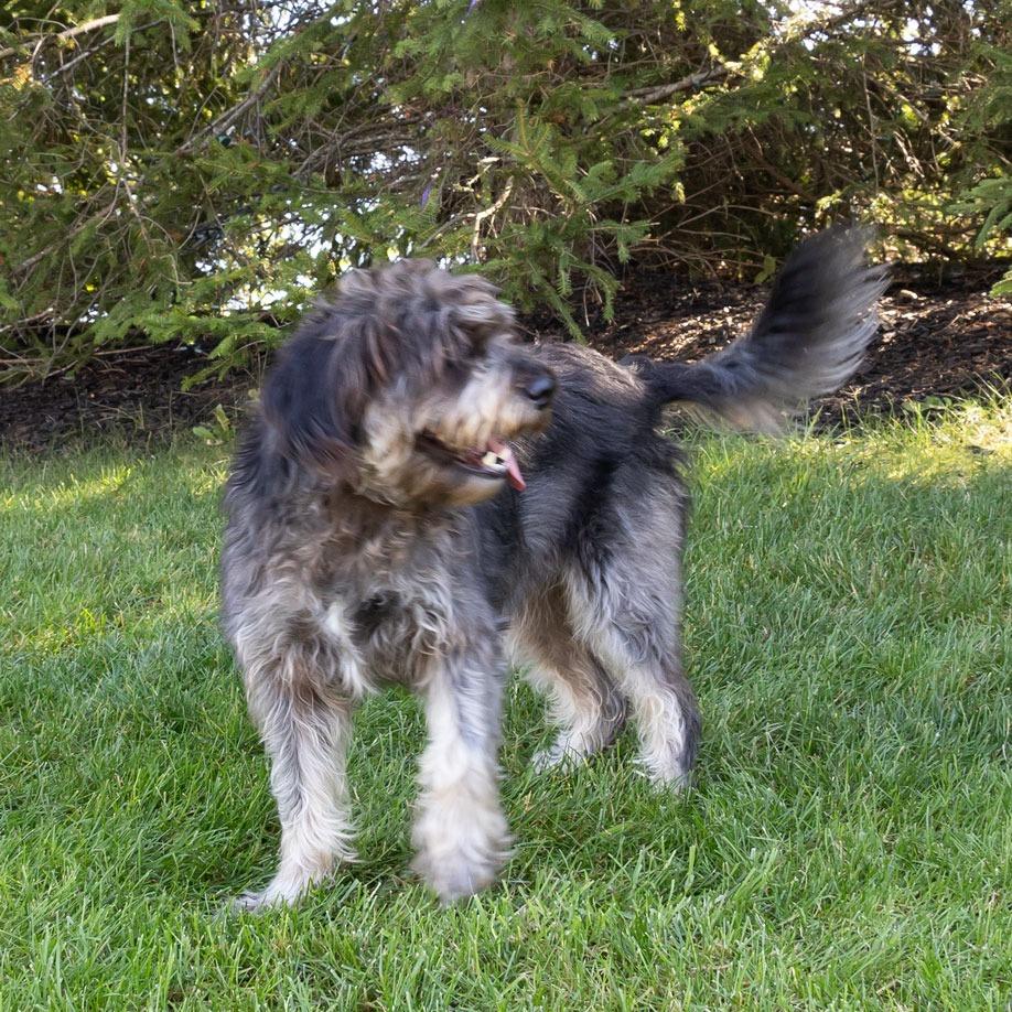 Molly, a Adoptable mixed breed in Erie, PA image 6/6