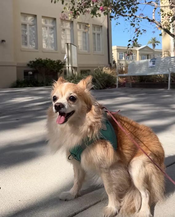Enlarge Aston Martin, a Adoptable mixed breed in Placentia, CA image 1/1