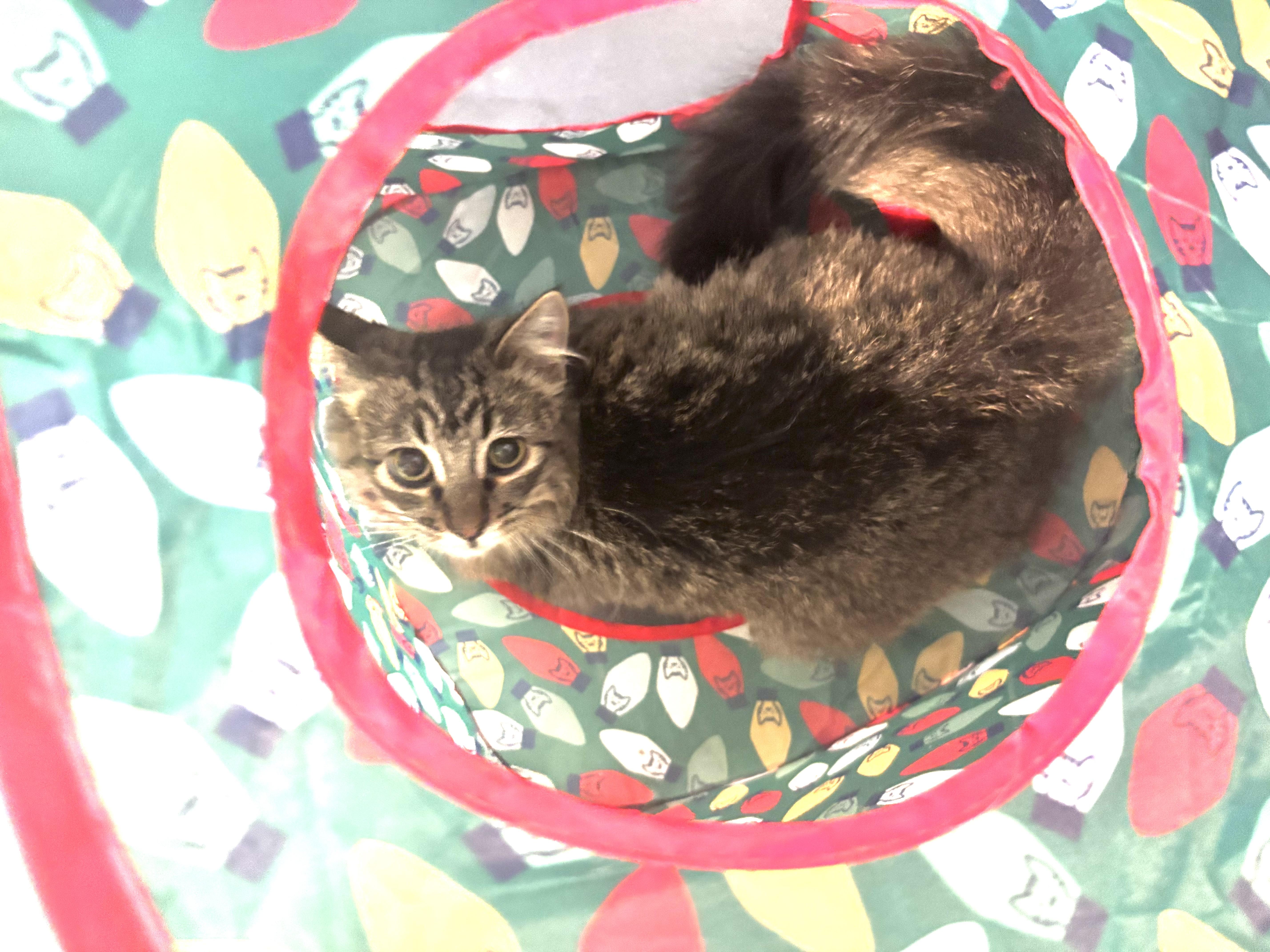 Clarabelle, a ADOPTABLE Domestic Short Hair in Granite City, IL image 1/4