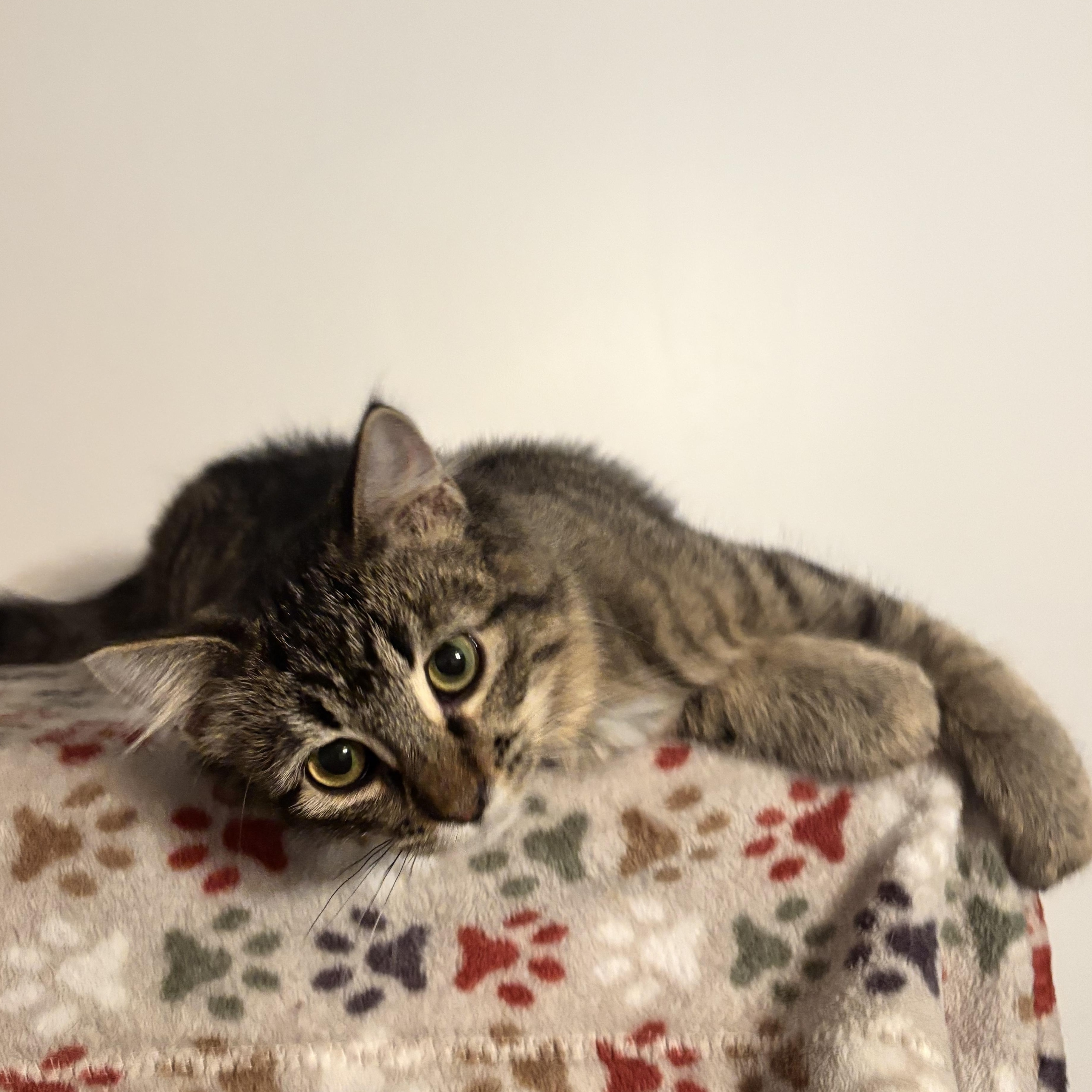 Clarabelle, a ADOPTABLE Domestic Short Hair in Granite City, IL image 3/4