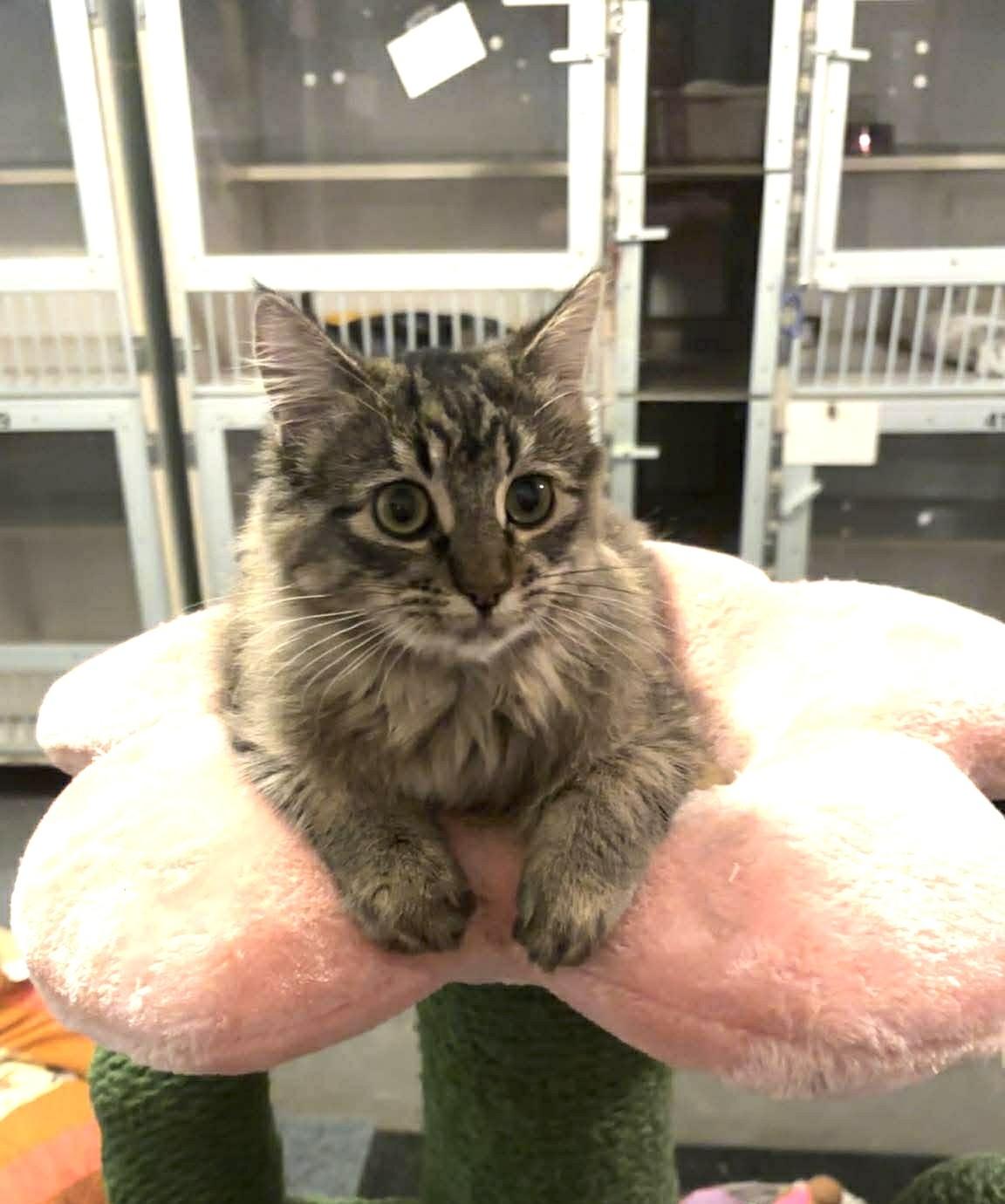 Clarabelle, ADOPTABLE, Kitten Female Domestic Short Hair.