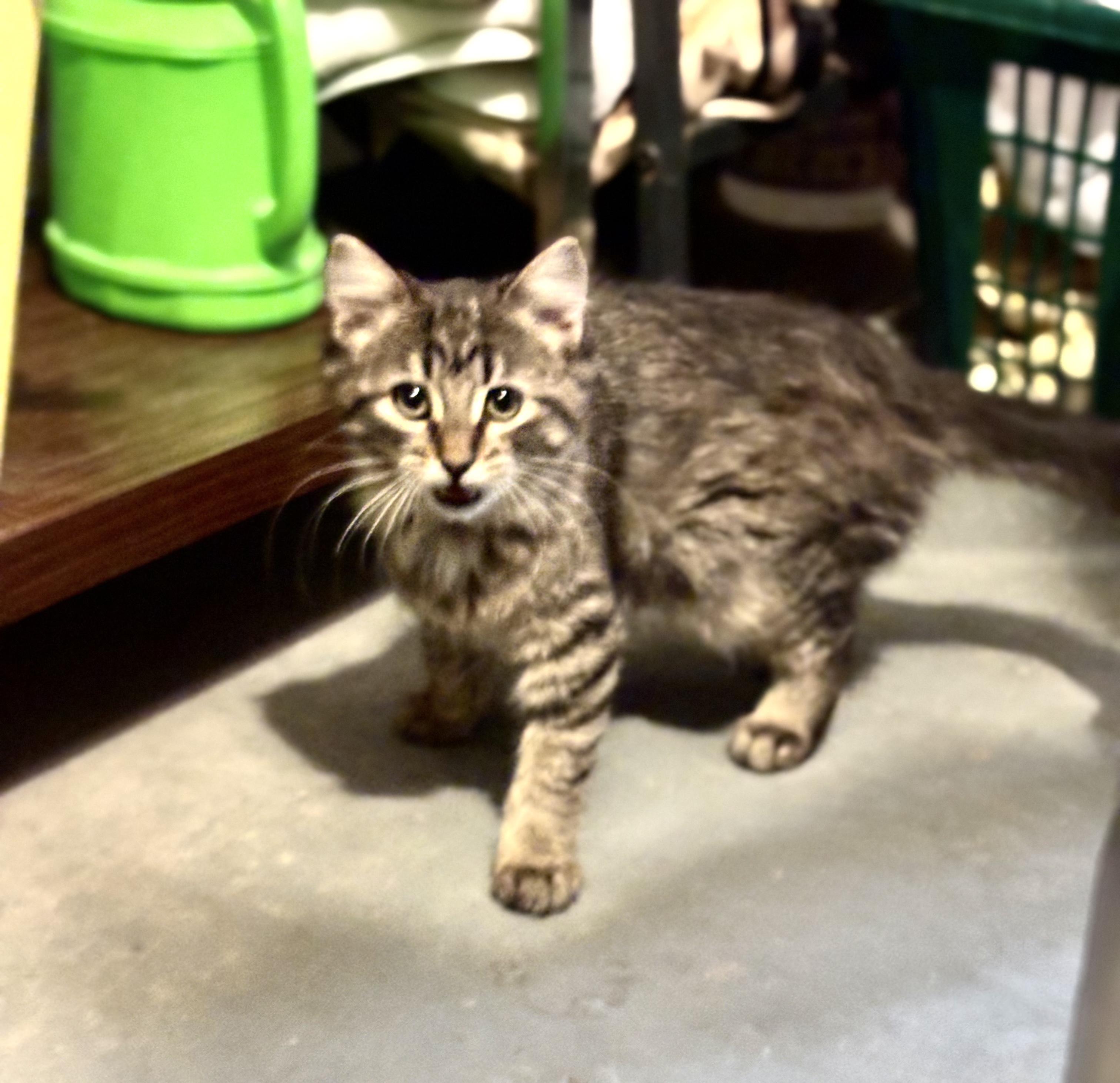 Clarabelle, ADOPTABLE, Kitten Female Domestic Short Hair.