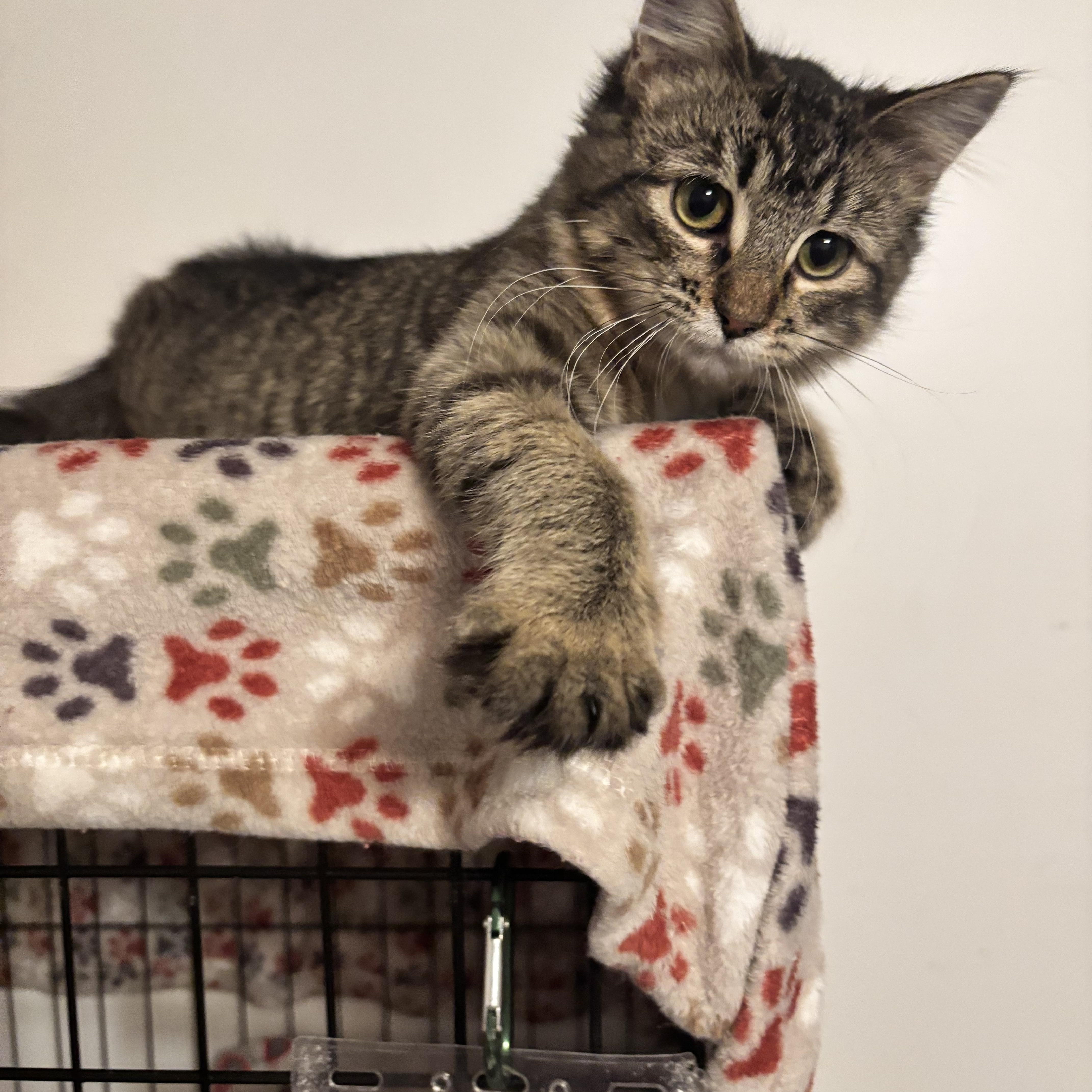 Clarabelle, ADOPTABLE, Kitten Female Domestic Short Hair.