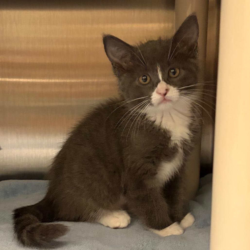 Enlarge Yelena, a Adoptable Domestic Short Hair in Keizer, OR image 1/2