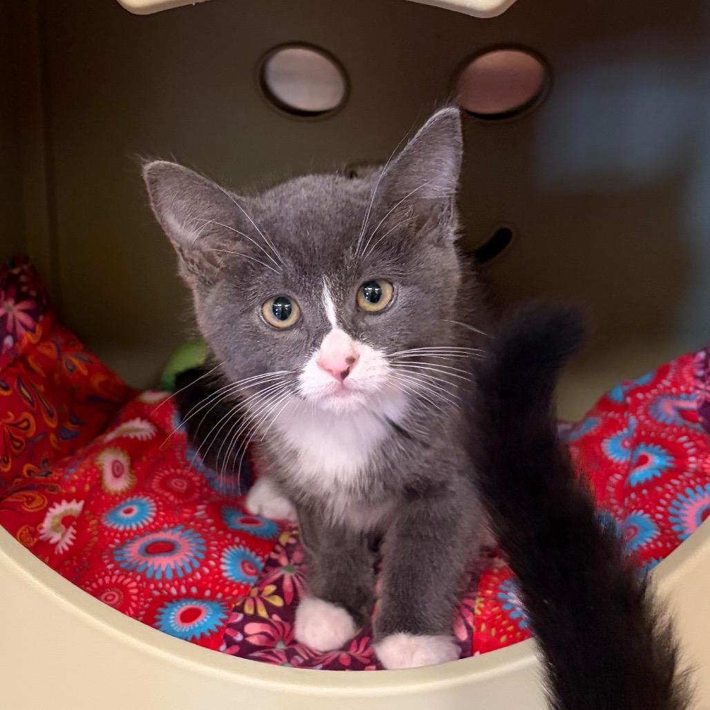 Enlarge Yelena, a Adoptable Domestic Short Hair in Keizer, OR image 2/2