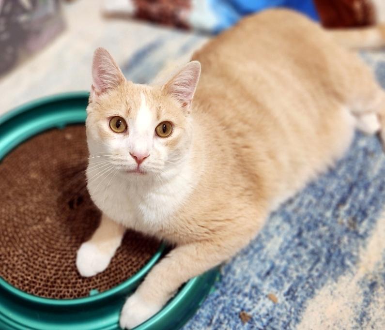 Enlarge Danny & Ham, a ADOPTABLE Domestic Short Hair in Pittsburgh, PA image 6/6