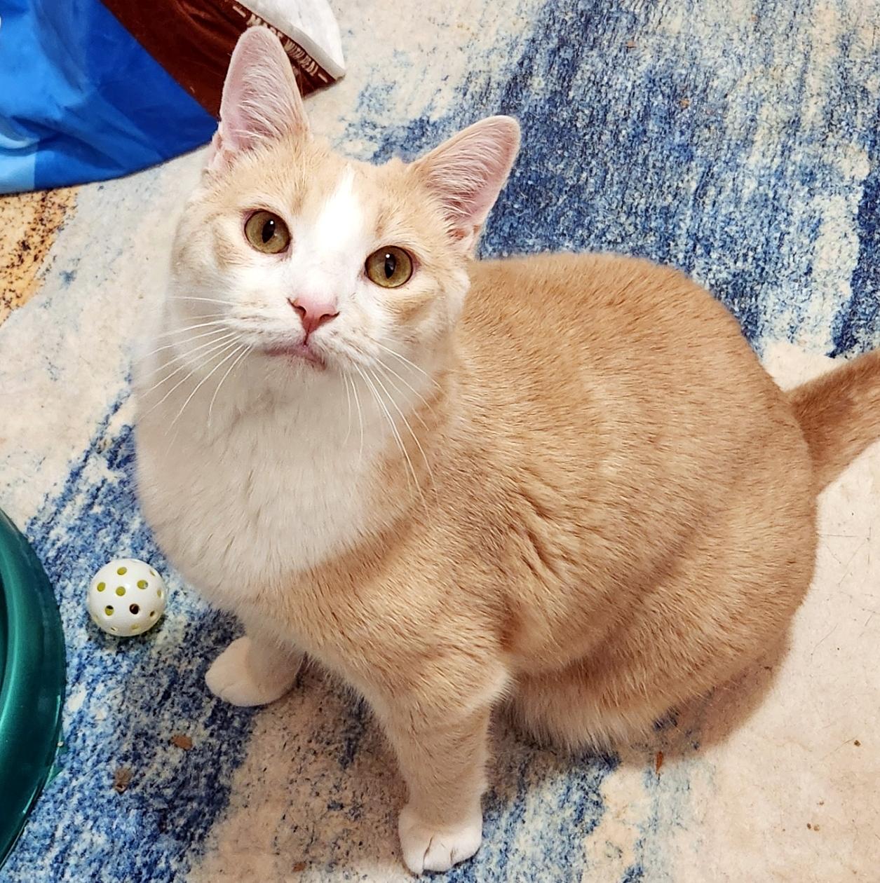 Enlarge Danny & Ham, a ADOPTABLE Domestic Short Hair in Pittsburgh, PA image 3/6