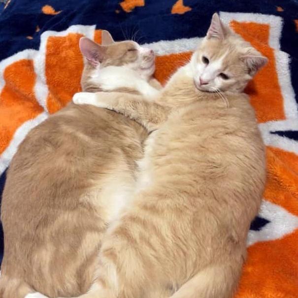 Enlarge Danny & Ham, a ADOPTABLE Domestic Short Hair in Pittsburgh, PA image 4/6