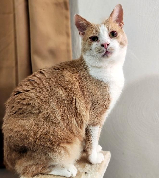 Enlarge Danny & Ham, a ADOPTABLE Domestic Short Hair in Pittsburgh, PA image 2/6