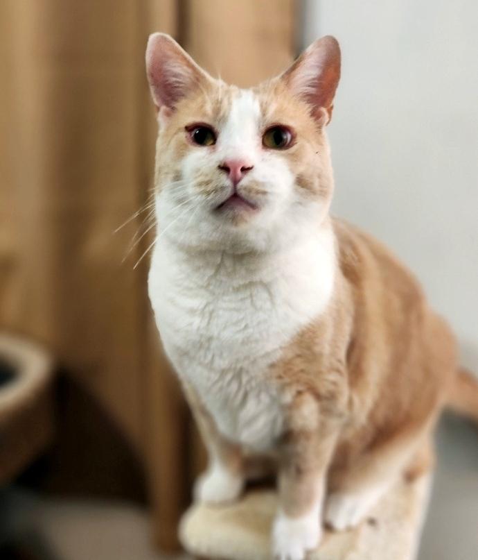 Enlarge Danny & Ham, a ADOPTABLE Domestic Short Hair in Pittsburgh, PA image 5/6