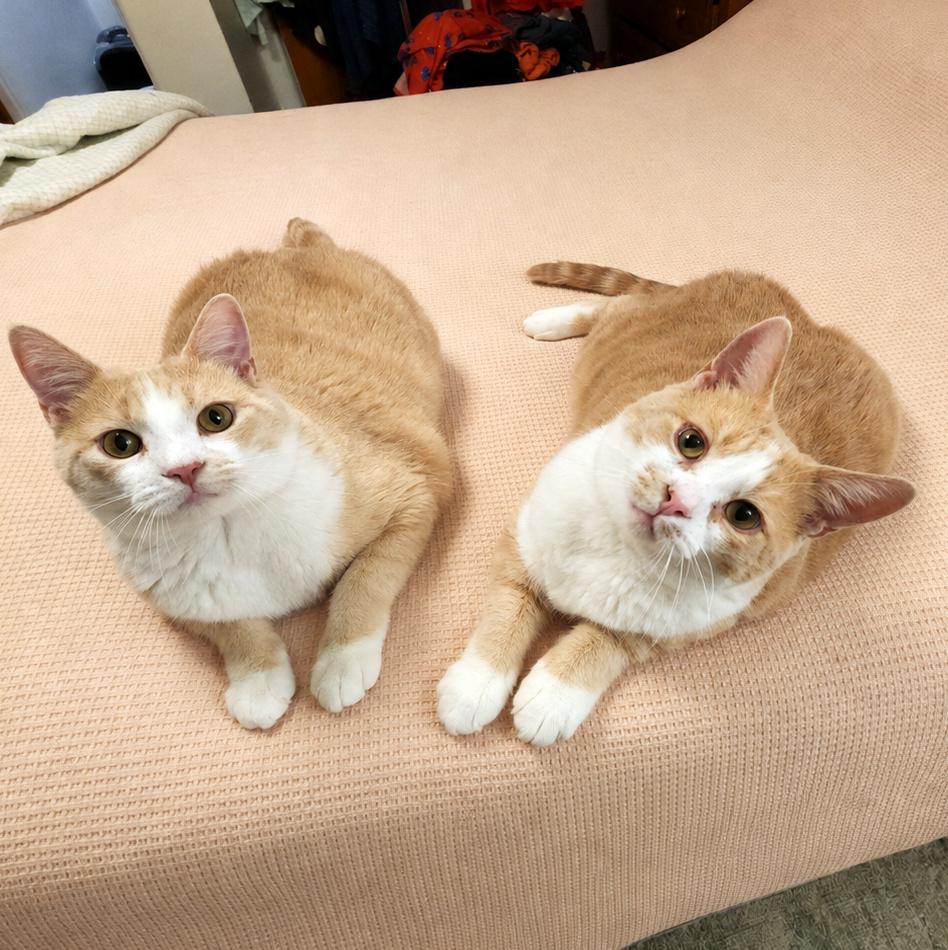 Danny & Ham, adoptable, Adult Male Domestic Short Hair.