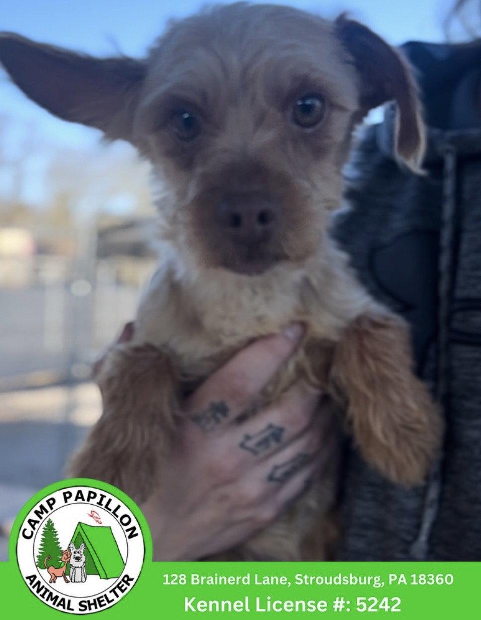 Enlarge Snickers, a Adoptable Yorkshire Terrier in Stroudsburg, PA image 1/1