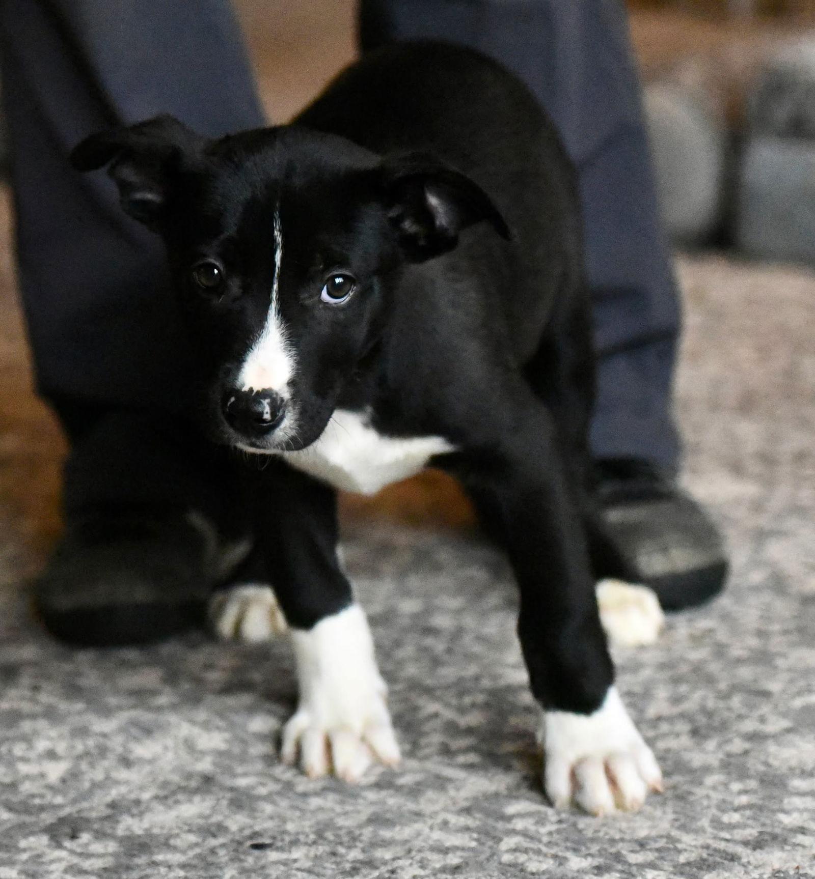 Darian, Adoptable, Puppy Male American Bulldog & Labrador Retriever.