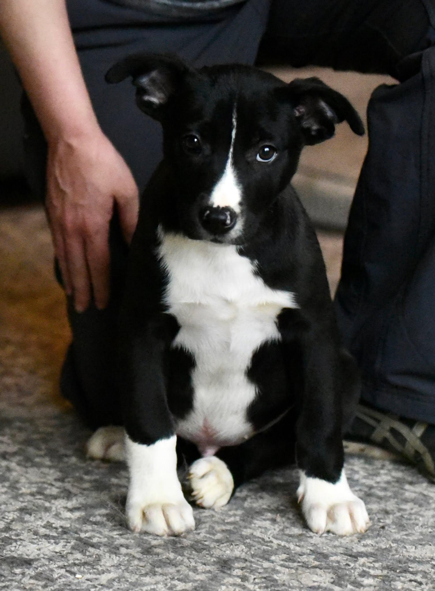 Enlarge Darian, a Adoptable mixed breed in Mechanicsburg, PA image 2/3