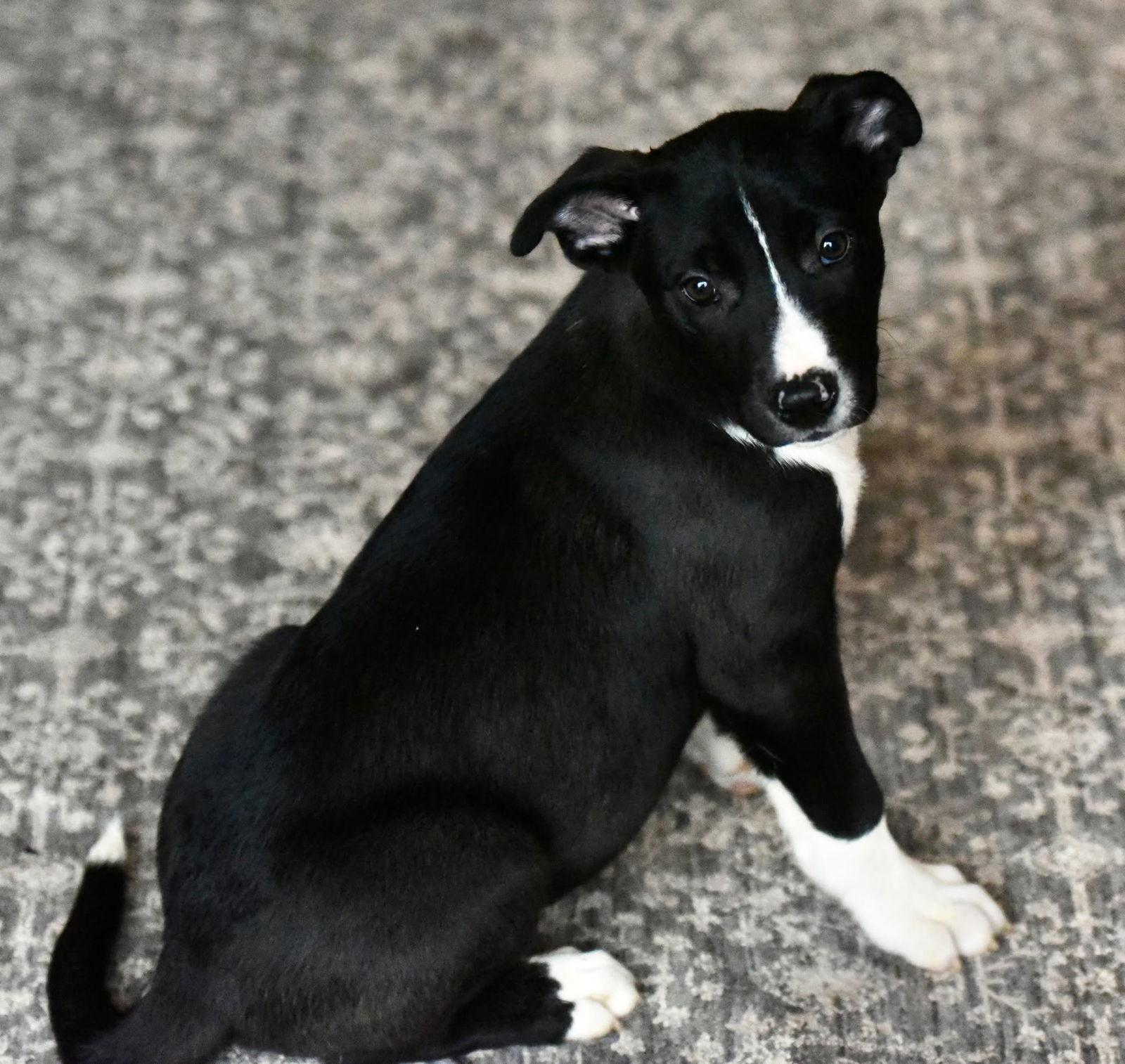 Enlarge Darian, a Adoptable mixed breed in Mechanicsburg, PA image 3/3