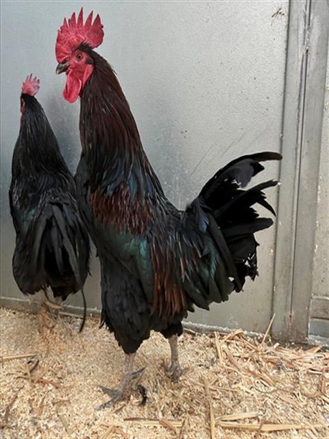 Enlarge FRED, a Adoptable Chicken in San Luis Obispo, CA image 1/1