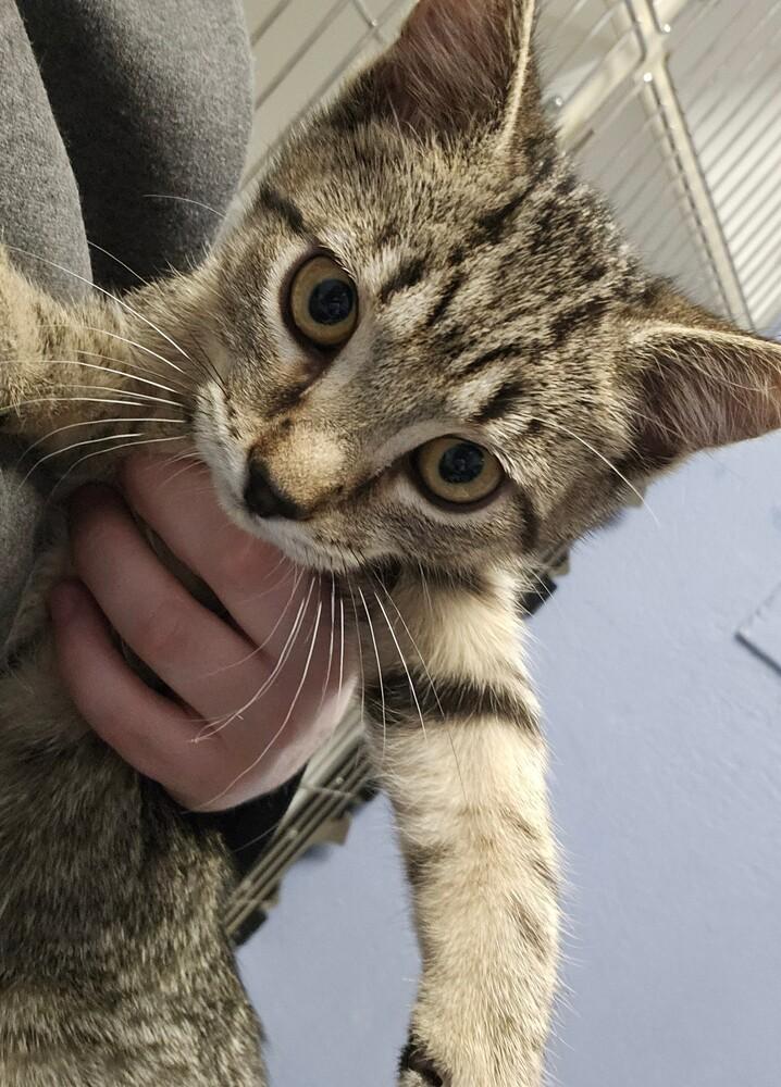 Kyra, Adoptable, Kitten Female Domestic Short Hair & Domestic Short Hair.