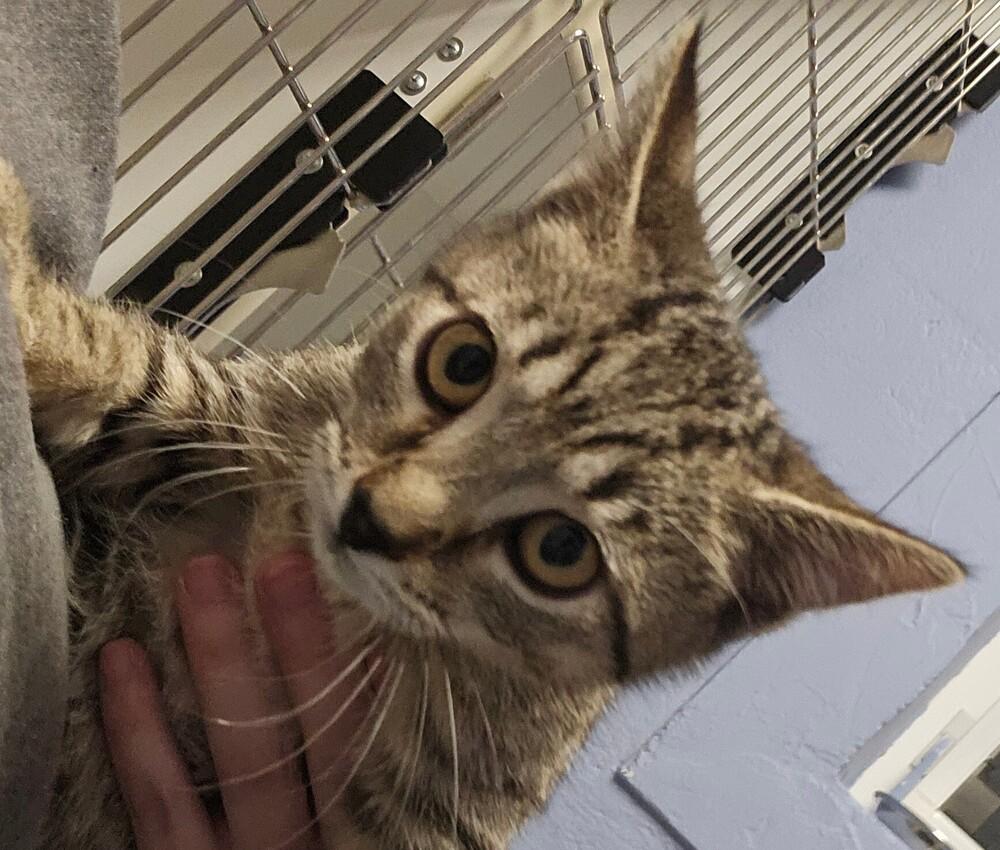 Enlarge Kyra, a Adoptable mixed breed in Leadville, CO image 2/2