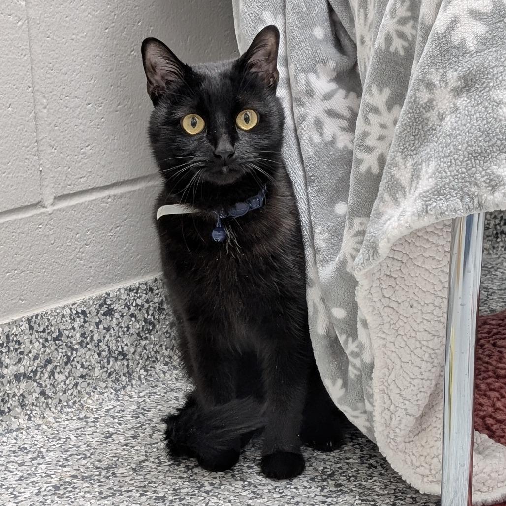 Enlarge Cinder, a Adoptable Domestic Short Hair in Brookfield, WI image 1/4