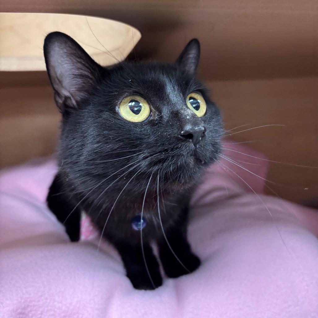 Enlarge Cinder, a Adoptable Domestic Short Hair in Brookfield, WI image 2/4