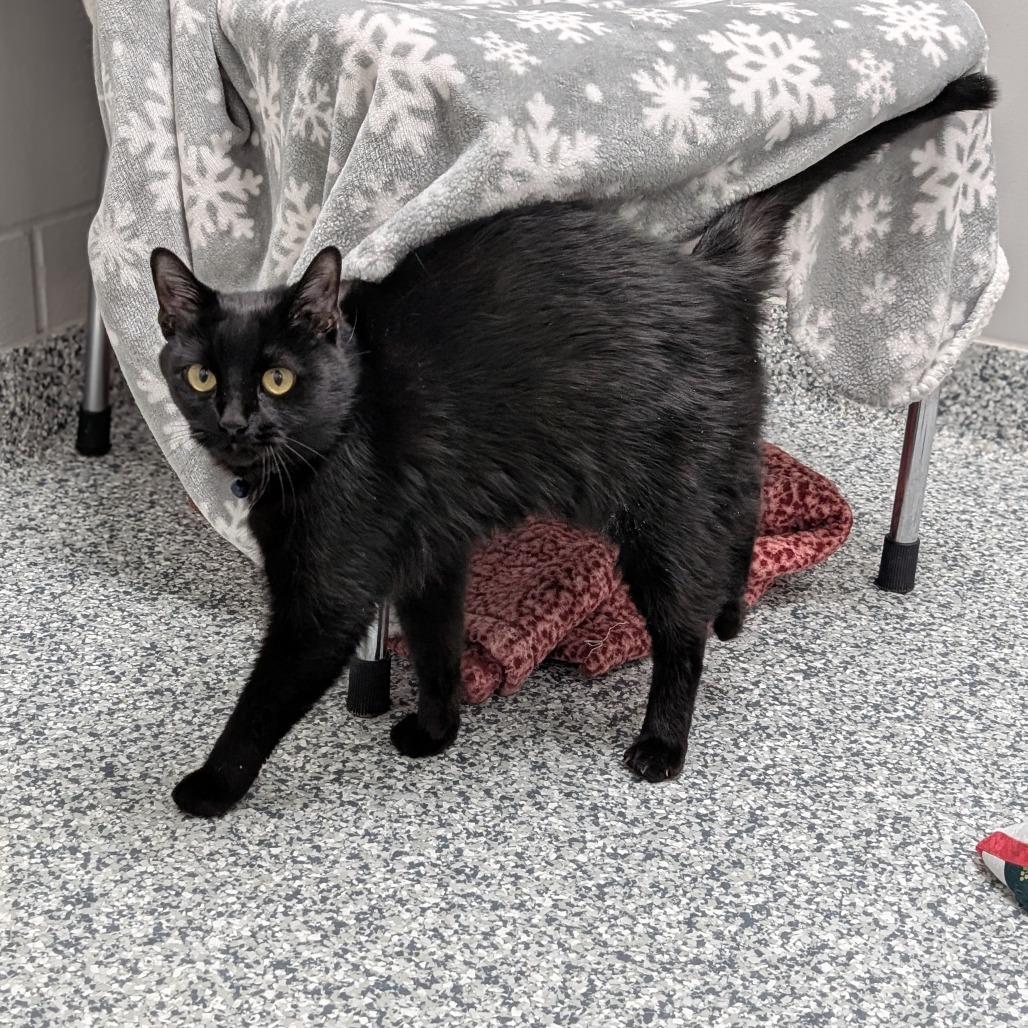 Enlarge Cinder, a Adoptable Domestic Short Hair in Brookfield, WI image 3/4