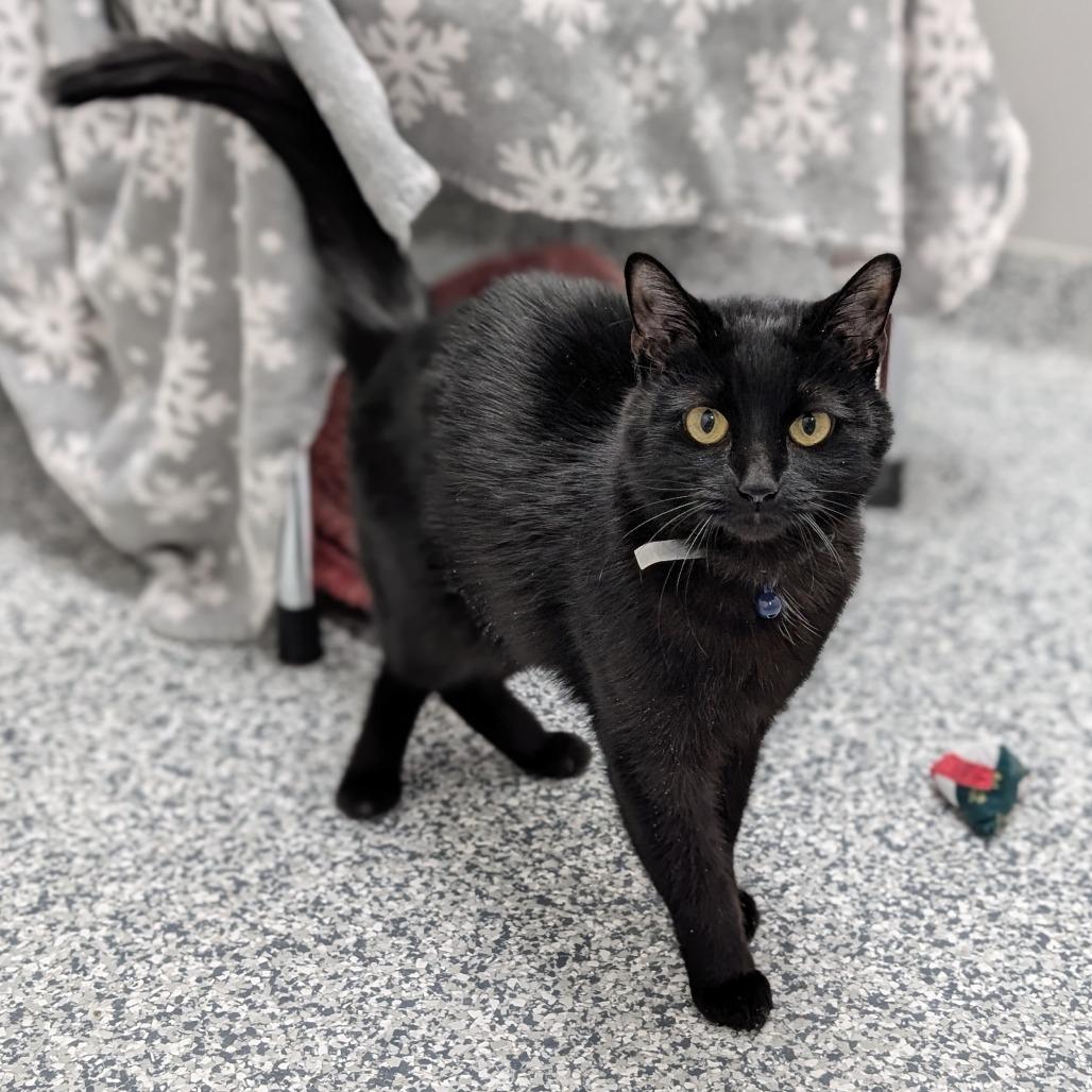 Enlarge Cinder, a Adoptable Domestic Short Hair in Brookfield, WI image 4/4