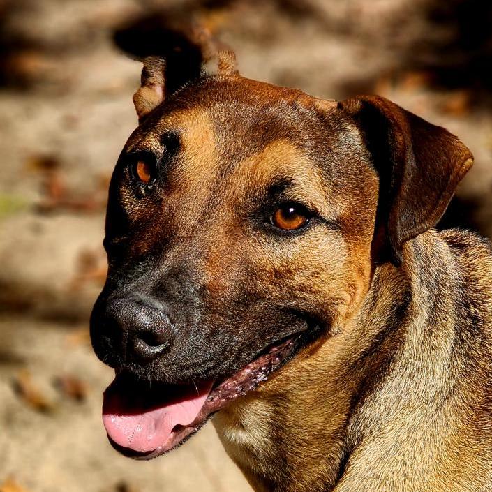Enlarge Bruno, a Adoptable mixed breed in Lexington, SC image 1/5