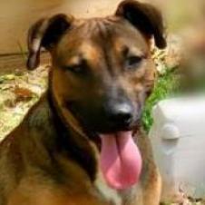 Enlarge Bruno, a Adoptable mixed breed in Lexington, SC image 2/5
