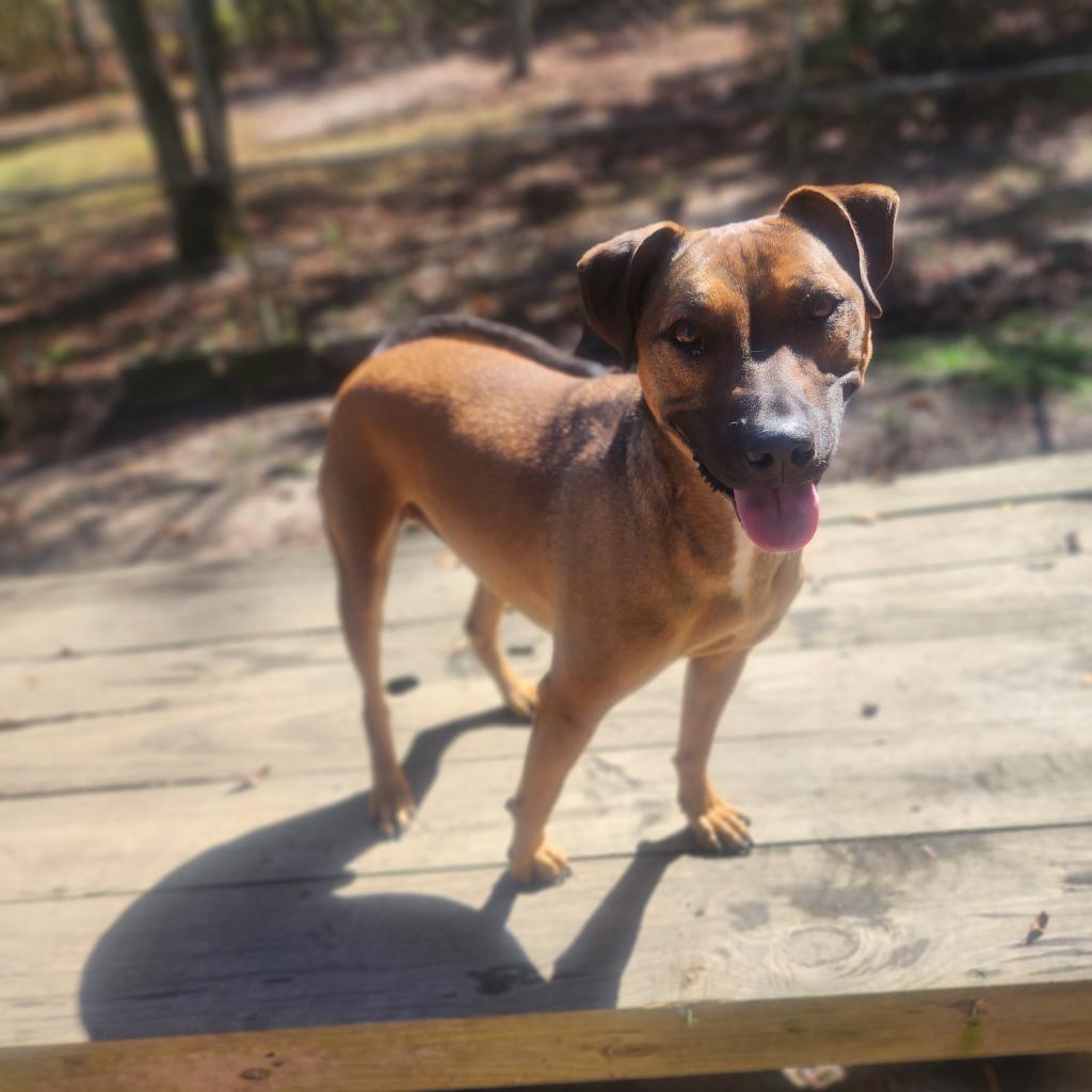 Enlarge Bruno, a Adoptable mixed breed in Lexington, SC image 3/5