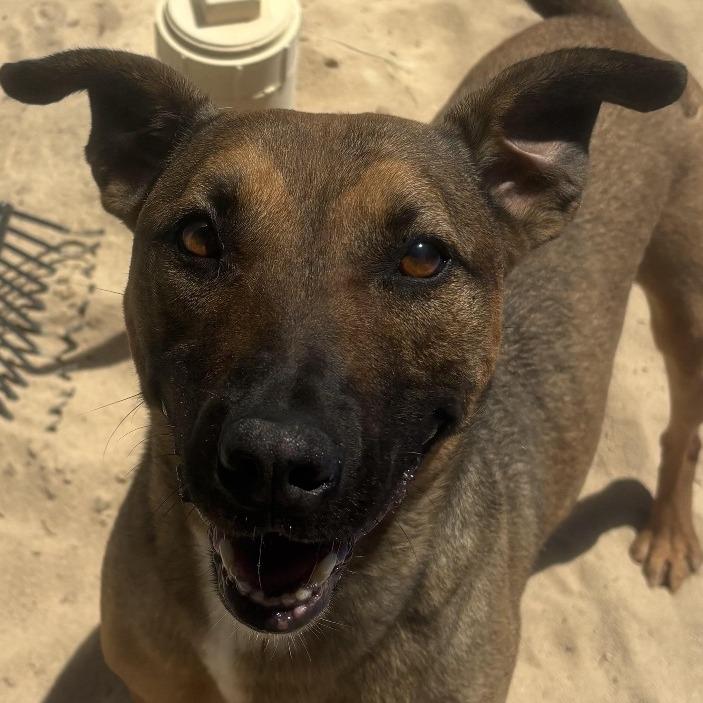 Enlarge Bruno, a Adoptable mixed breed in Lexington, SC image 4/5
